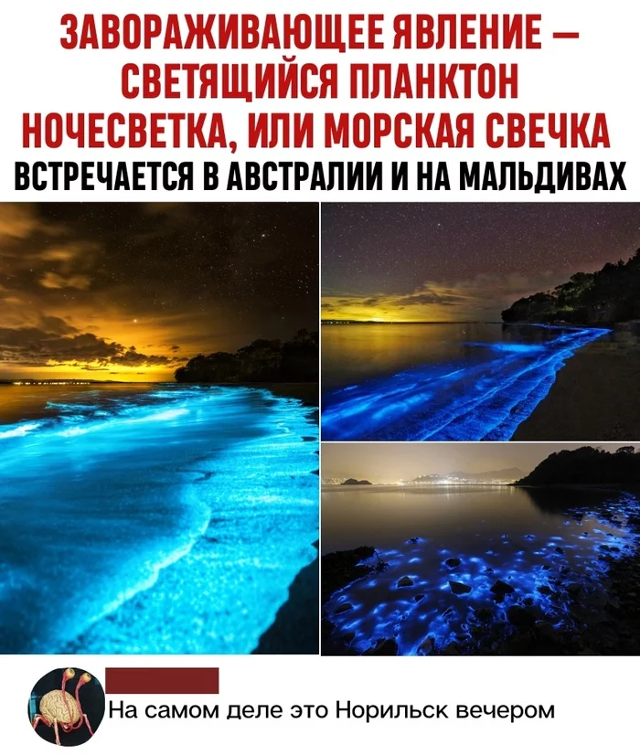 Norilsk, you are beautiful! - Light, Plankton, Luminescence, Australia, Maldives, Beach, Screenshot, Comments