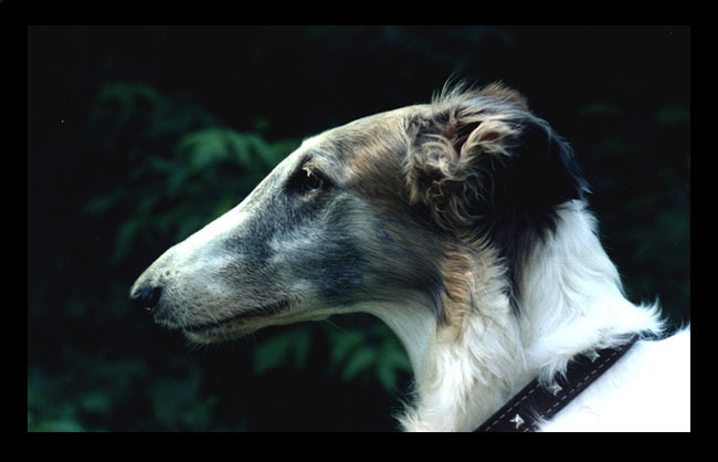 Memories of my dog - My, Dog, Russian Greyhound, Death, Memory, Longpost