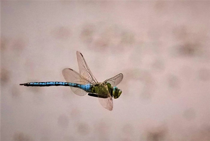 Стрекоза в полете