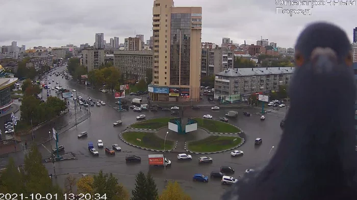 You got noticed - My, Pigeon, Novosibirsk, You got noticed, Video monitoring