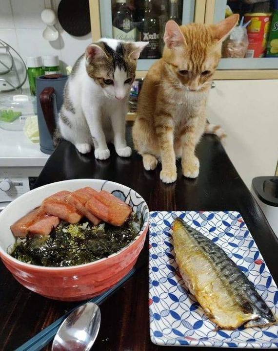 Krosivoe! - Mackerel, cat, The photo