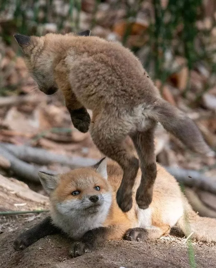 Jumping gallop - Fox, Fox cubs, Milota, Bounce, The photo, Animals, Nature