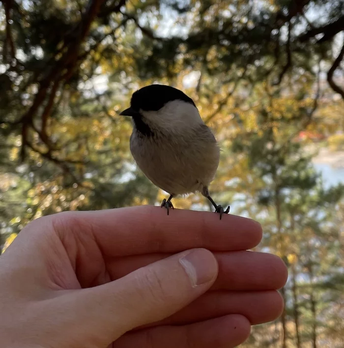 Chickadee - My, Chickadee, Irkutsk, The photo