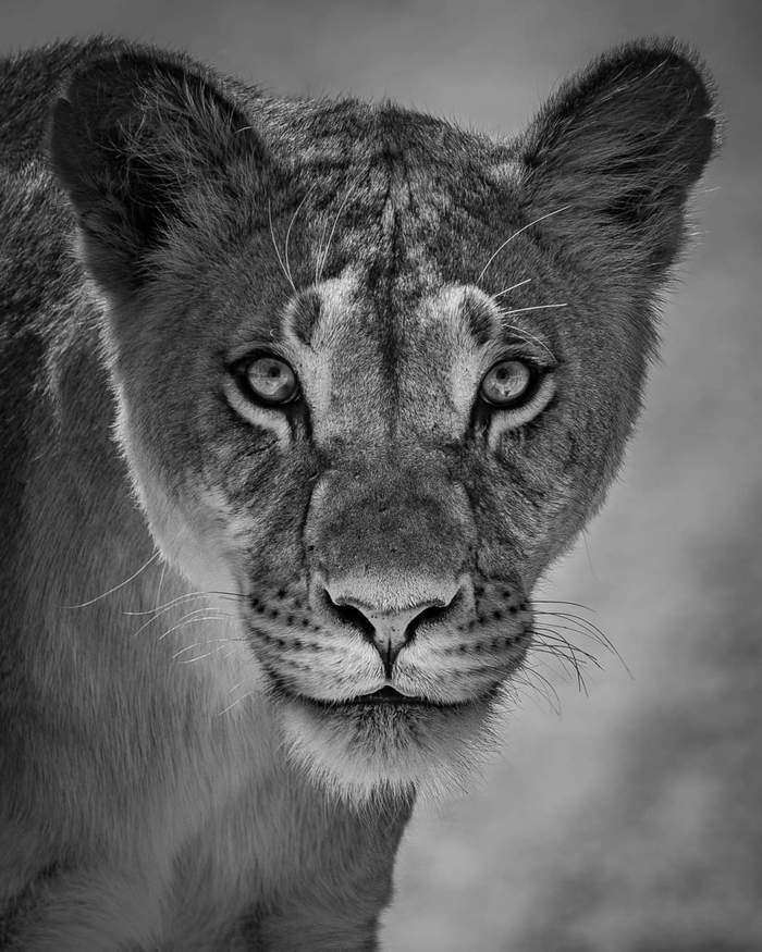 expressive eyes - Lioness, Big cats, Cat family, Wild animals, Predatory animals, Black and white photo, Milota, Pet the cat, , The photo, Black and white