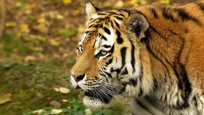 Director of Taigan Zubkov told FAN about the incident with a baby and a tiger in a park in Crimea - Tiger, Big cats, Cat family, Zoo, Taigan Lions Park, Incident, Stupidity, Negative, , Crimea, Oleg Zubkov, Interview, Yamma, Longpost
