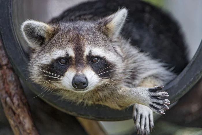 Raccoon - Raccoon, Predatory animals, Wild animals, Zoo, The photo