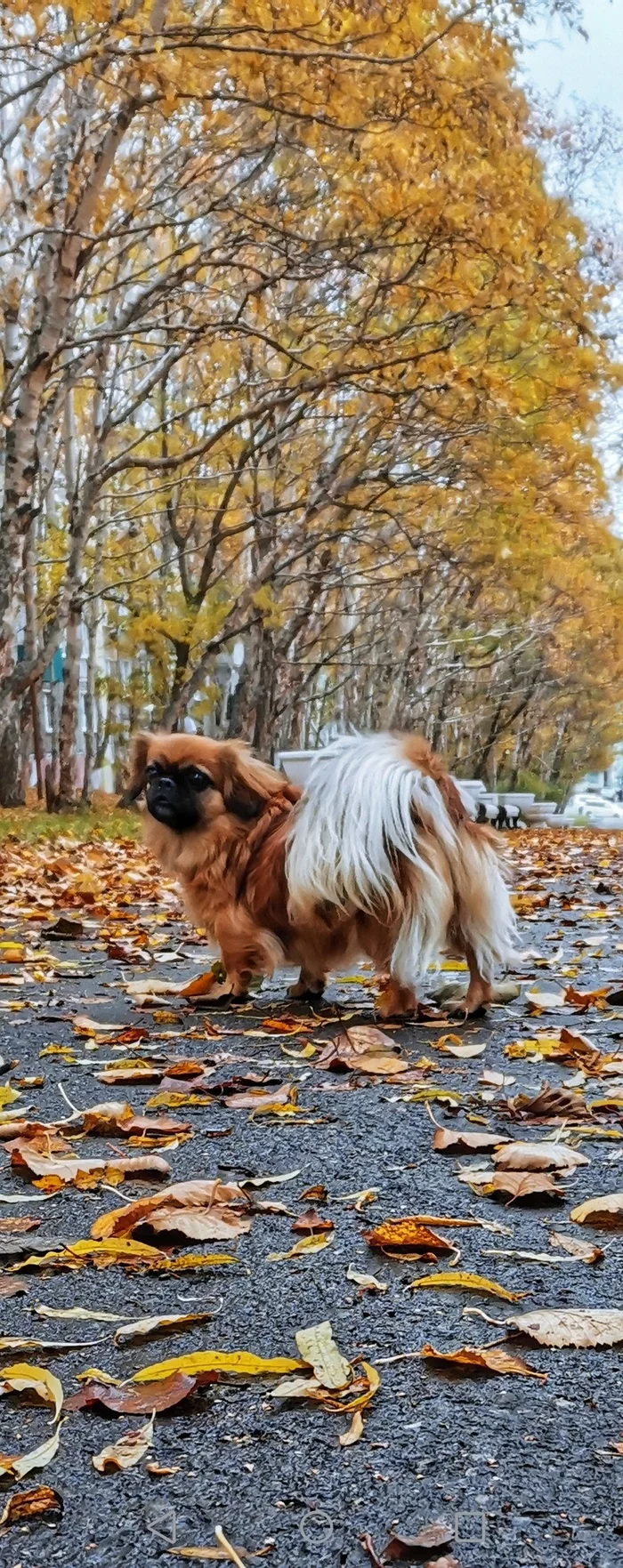 Redhead autumn - My, Dog, Leaves, Mobile photography, Honor, Pets, Walk, Longpost