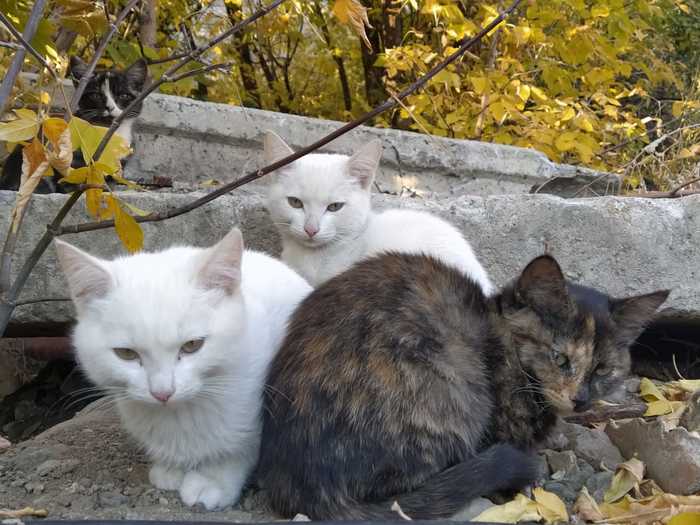 Kittens in good hands, Yekaterinburg - My, In good hands, Kittens, Yekaterinburg, Longpost, cat, No rating