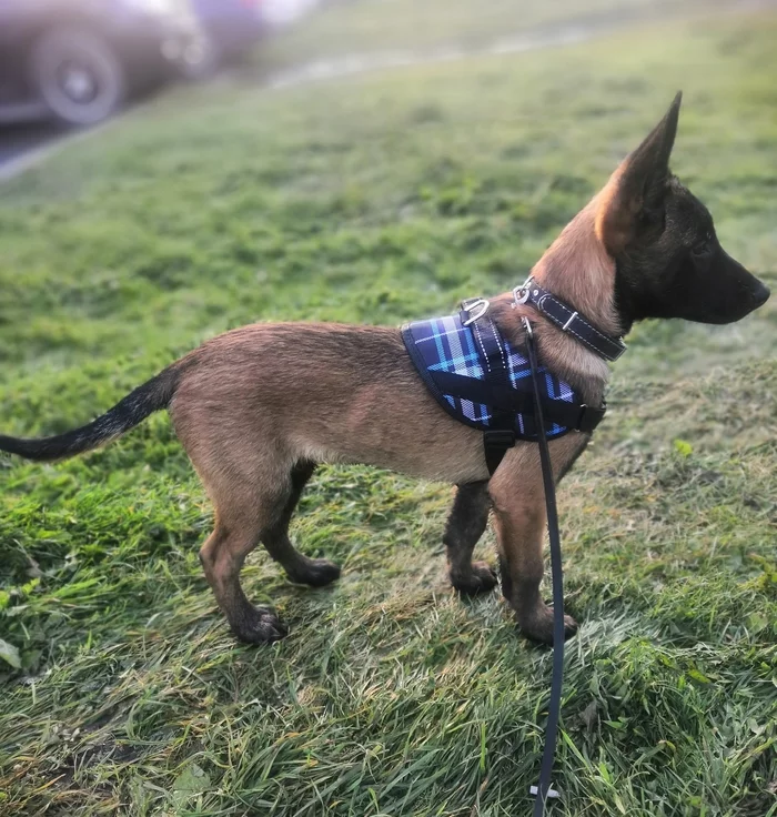Future defender of the Motherland - My, Malinois, Dog, Service dogs, Pets, Belgian shepherd, The photo