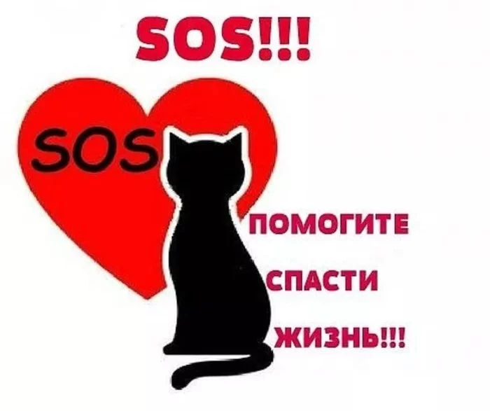 Ust-Labinsk-Krasnodar. - No rating, Urgently, Helping animals, cat, Donor, Ust-Labinsk, Krasnodar, Краснодарский Край, , Veterinary