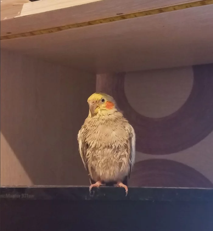 wet chicken - My, A parrot, Corella, The photo, Longpost