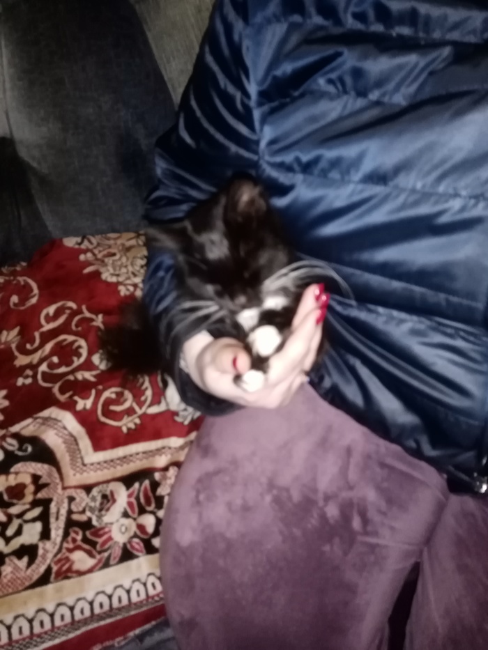 Отдам кошечку в добрые руки (Новосибирск)