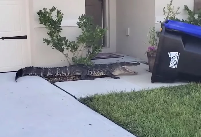 Garbage can as a weapon against the alligator - Alligator, Garbage bins, Savvy, Dangerous animals, Reptiles, Crocodiles, Life safety, USA, , Florida, The national geographic, Wild animals, Video, Longpost, Repeat