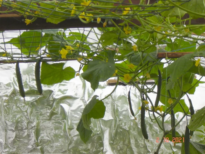 Today cucumber rain in the greenhouse - My, Cucumbers, Underground greenhouse, Краснодарский Край, Longpost