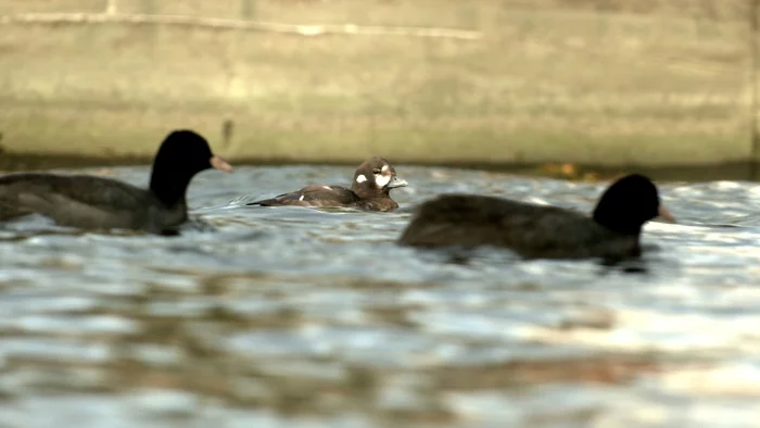 HARLEKIN APPEARED AGAIN IN THE CENTER OF PETERSBURG - My, Duck, Birds, Saint Petersburg, Peter-Pavel's Fortress, Each creature has a pair, Longpost