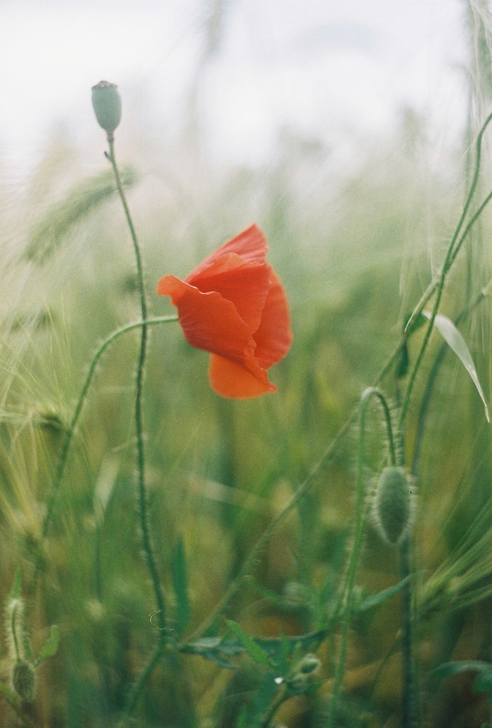 1633202252121663041 Как отсканировать слайды на обычном сканере