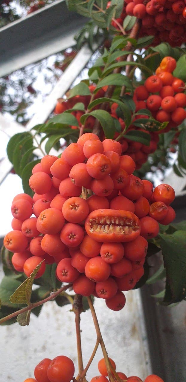 toothy rowan - My, Rowan, Critters Movie, Wonders of nature, Langoliers, Teeth, It seemed, Pareidolia