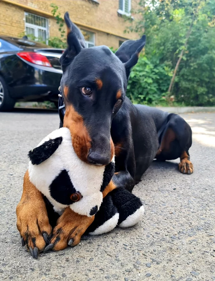 Seta sucks a bear :) - My, Doberman, Dog, Soft toy, Eyes, The photo