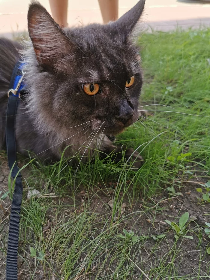 The answer to the post “I don’t like your autumn, let’s go back to the sofa!” - My, cat, The photo, Maine Coon, The street, Reply to post, Longpost