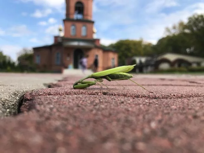 Maybe he knows something... - My, Primorsky Krai, Church, Mantis