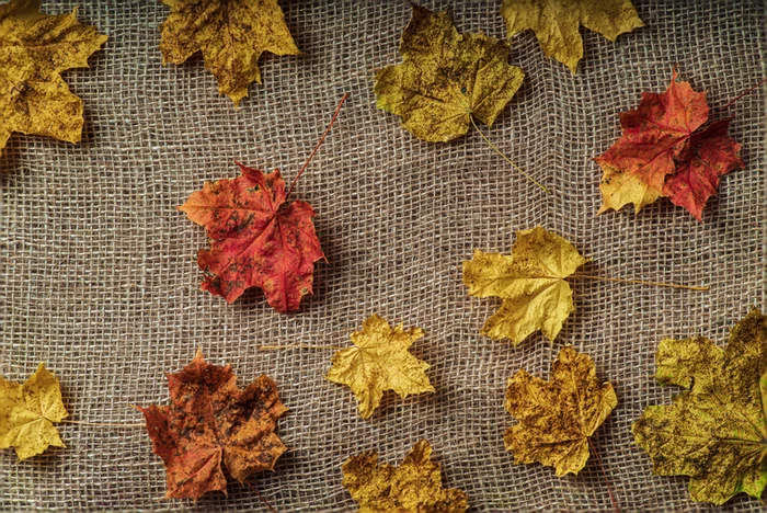 Maple leaves - My, Leaves, Autumn leaves, Maple, Maple Leaf, The photo