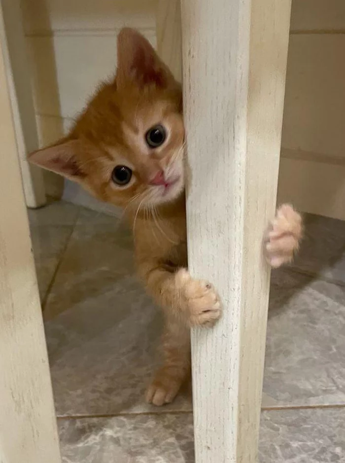 Kittens in good hands Moscow region, Naro-Fominsk district - My, cat, Kittens, Longpost, In good hands, No rating