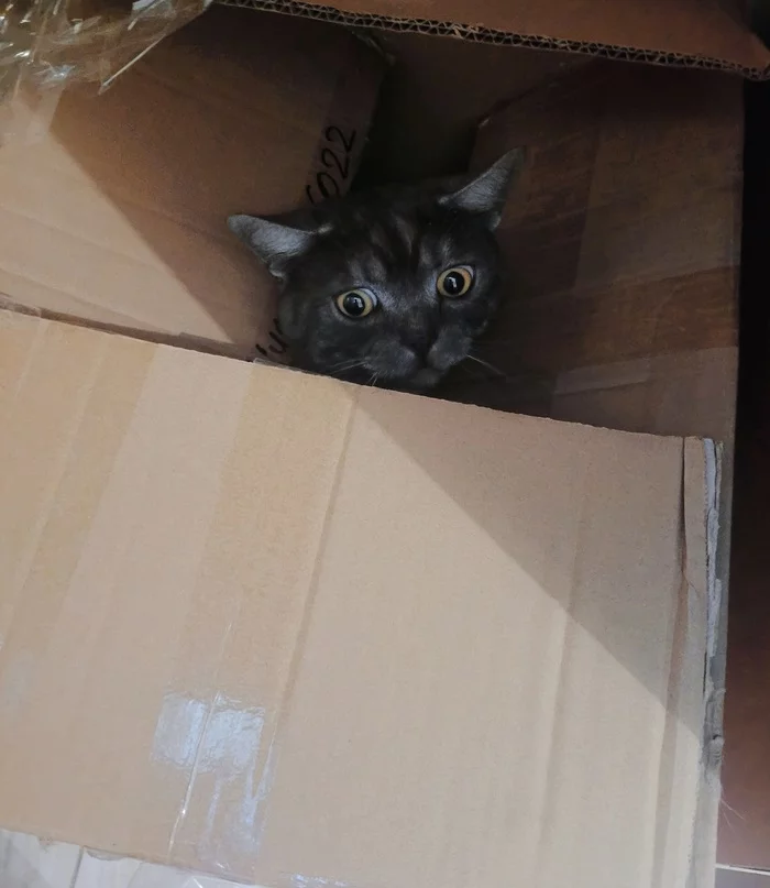 The cat is 18 and he finally moved out to his apartment;) - My, cat, Box, Pets, Milota