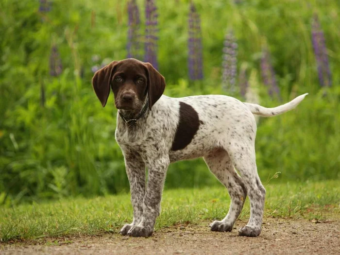 Dog - Dog, Pointer, The photo, No rating, Summer