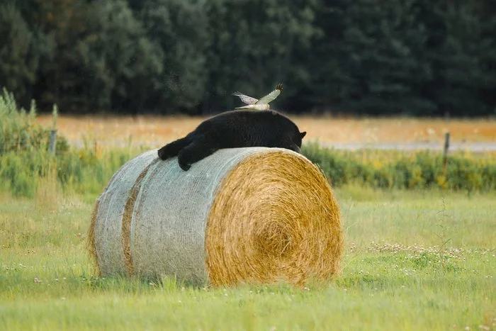 Preved neighbor - The Bears, The photo, Wild animals, Straw