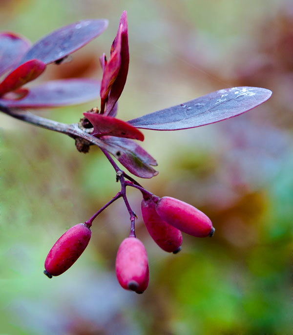 So autumn has come - My, The photo, Nature, Longpost