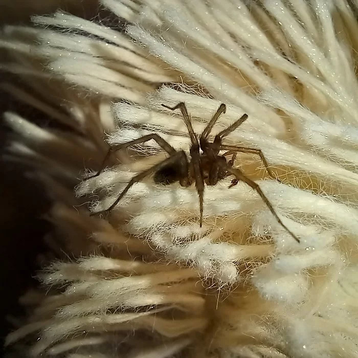 A wonderful neighbor settled in our house - My, Macro photography, Spider, Arachnophobia, Mobile photography