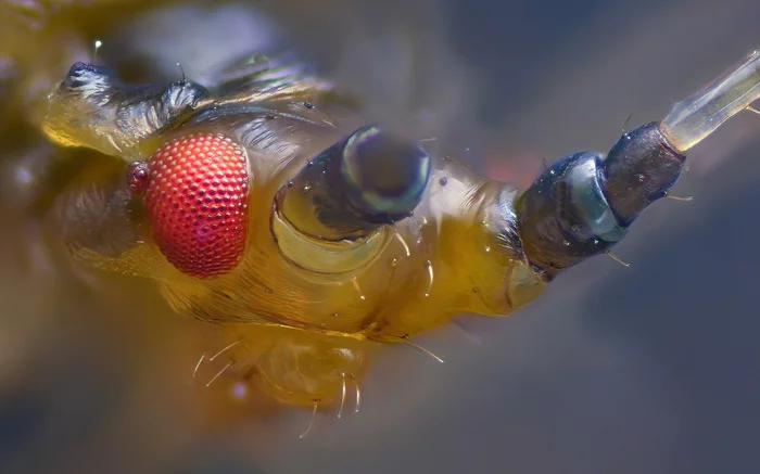 Aphid optical system - My, Microfilming, Aphid, Insects, Eyes, 