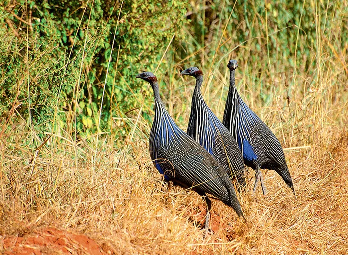 Kenyan sloths - Guinea fowl, Birds, Wild animals, Interesting, Africa