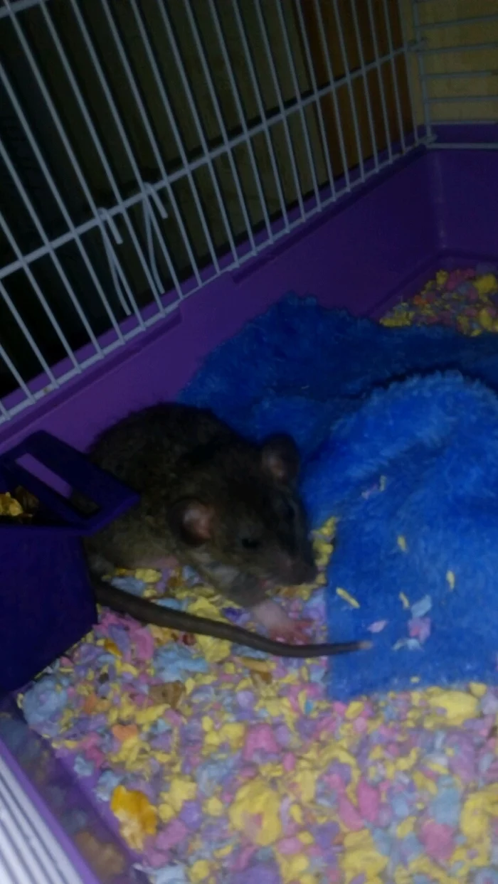 About rats and people. Part 2 - My, Decorative rats, Life stories, Pets, Longpost