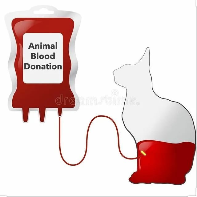 St. Petersburg. - No rating, Saint Petersburg, Nevsky District, cat, Donor, Helping animals, Blood transfusion, Veterinary