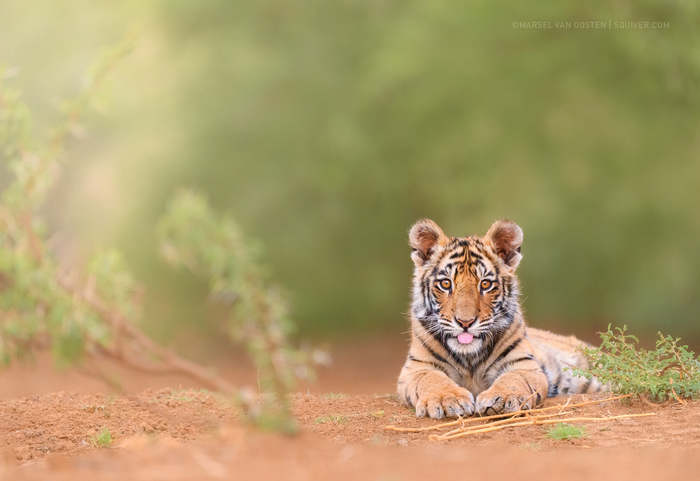 Yes, I'm teasing! - Tiger, Tiger cubs, Big cats, Cat family, Predatory animals, South Africa, Reserves and sanctuaries, Wild animals, , Young, The photo, Milota