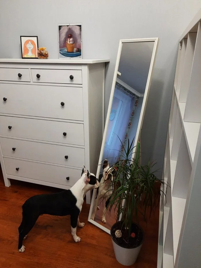 Introduction to new furniture - My, Boston Terrier, IKEA, Room, Dog