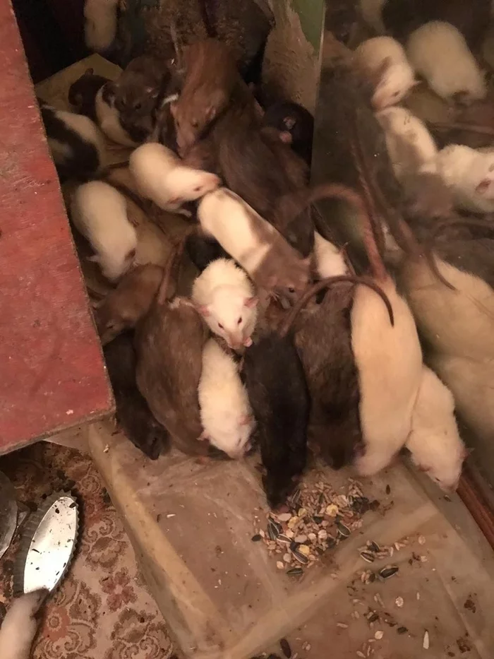 About rats and people. Part 3.5 - My, Decorative rats, Animal Rescue, Life stories, Mat, Longpost, No rating