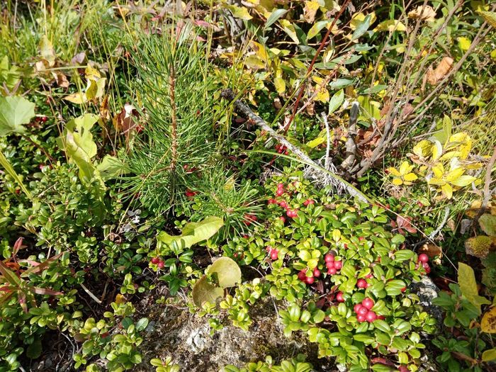 Lingonberries and other tops - My, Berries, Tree, Pine, Halm, Forest, The photo