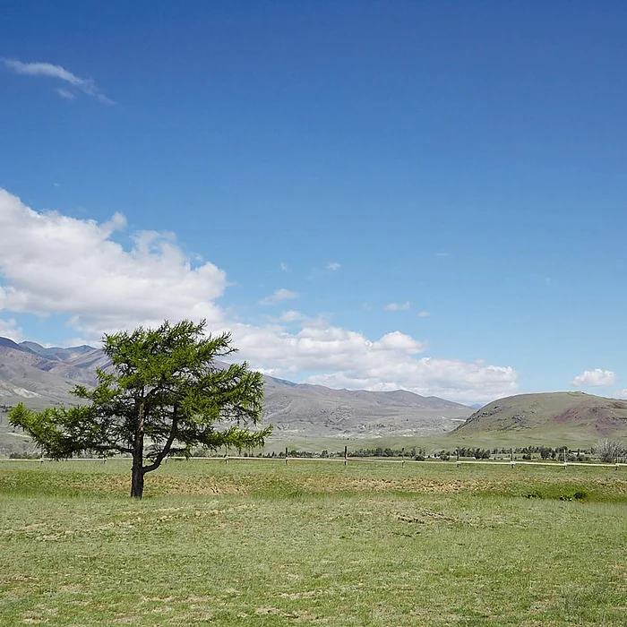 Lonely tree along the road to the Martian mountains, Altai - My, Tree, The photo, Landscape, The nature of Russia, Altai Mountains, Loneliness, Altai Republic