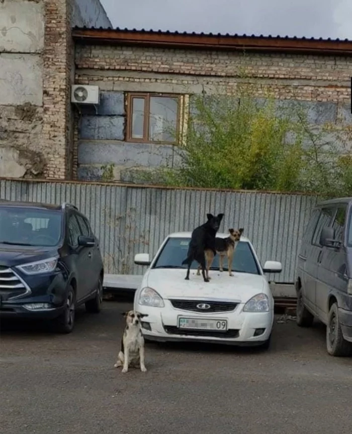 Just a photo from Karaganda - Karaganda, Dog, Car