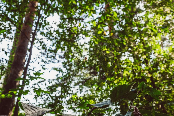forest dweller - Longpost, Web, Arthropods, , Insects, Fujifilm, Macro photography, Yekaterinburg, Ural, Nature, Spider, Forest, My