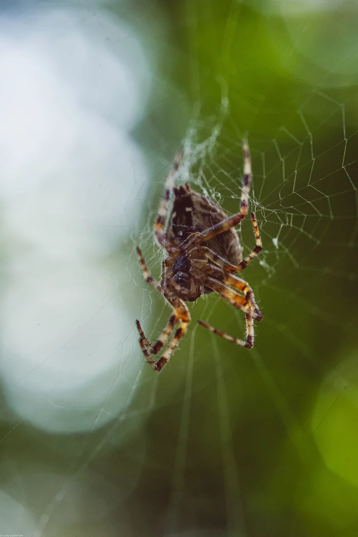 forest dweller - Longpost, Web, Arthropods, , Insects, Fujifilm, Macro photography, Yekaterinburg, Ural, Nature, Spider, Forest, My