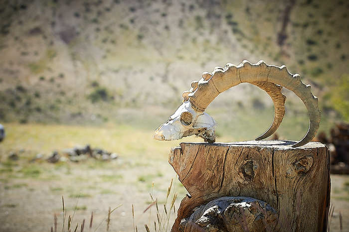 The main thing is not to lose your head - My, Altai Republic, Scull, Horns, Stump, The photo