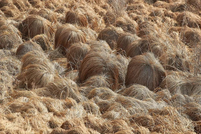 The Wookiee tribe is hiding in the swamps of the Tomsk region - My, Chewbacca, Tomsk region, Swamp, Grass, Bump, Sedge, Star Wars