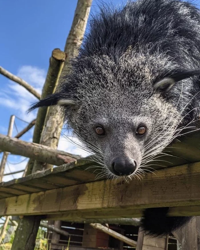 And what are you doing here? - Binturong, Wyvernaceae, Wild animals, Predatory animals, Milota, Zoo, Great Britain, Curiosity, Longpost