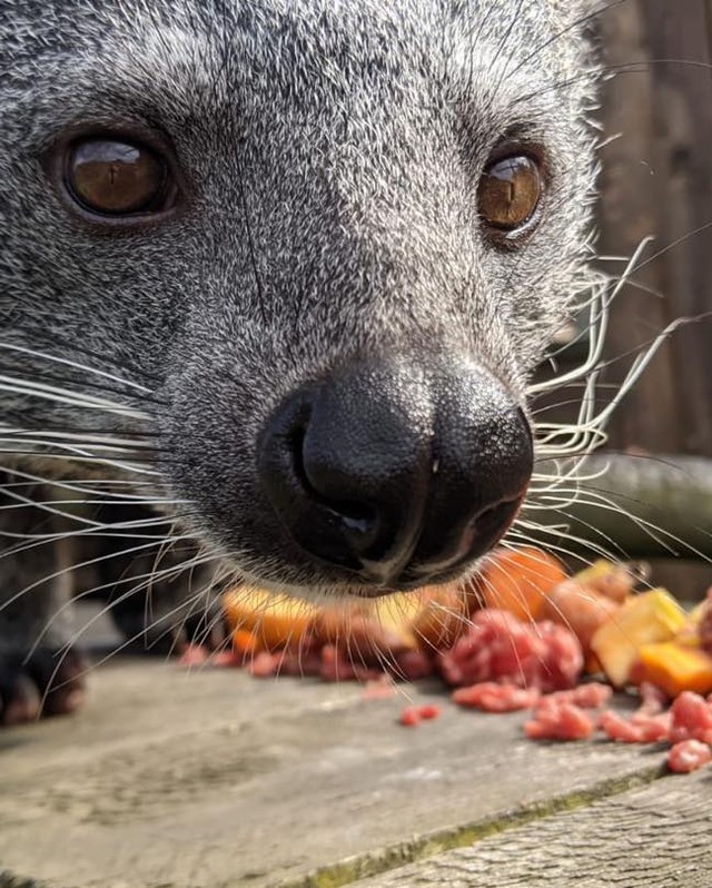 And what are you doing here? - Binturong, Wyvernaceae, Wild animals, Predatory animals, Milota, Zoo, Great Britain, Curiosity, Longpost