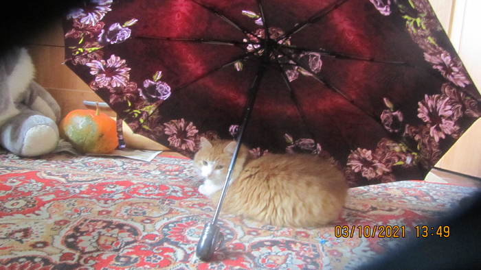 Cat under an umbrella framed by pumpkins and zucchini - My, cat, The photo, My miracle, Milota, Pets