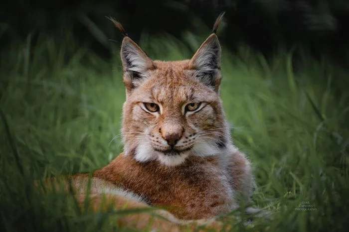 A kitty named Amber - Lynx, Small cats, Cat family, Wild animals, Predatory animals, Milota, Zoo, London, , England