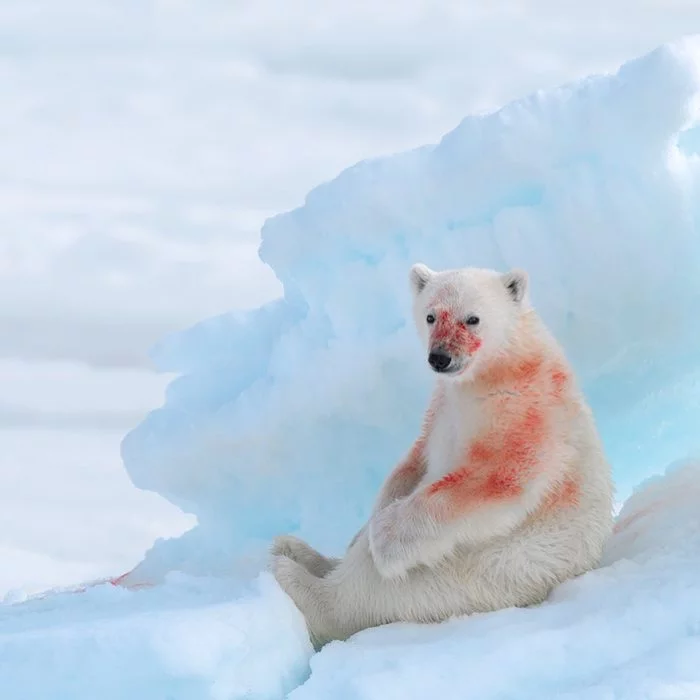 Slightly dirty - Polar bear, The Bears, Predatory animals, Wild animals, wildlife, The photo, Arctic, Blood